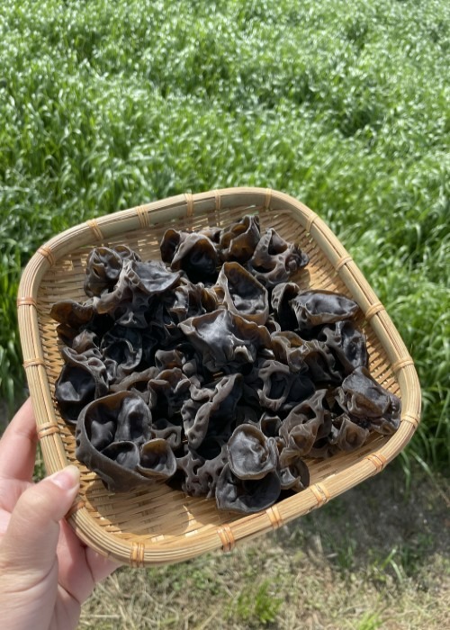 국산 무농약 목이버섯(생/건조)